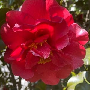 Meet your Posher, Joyce